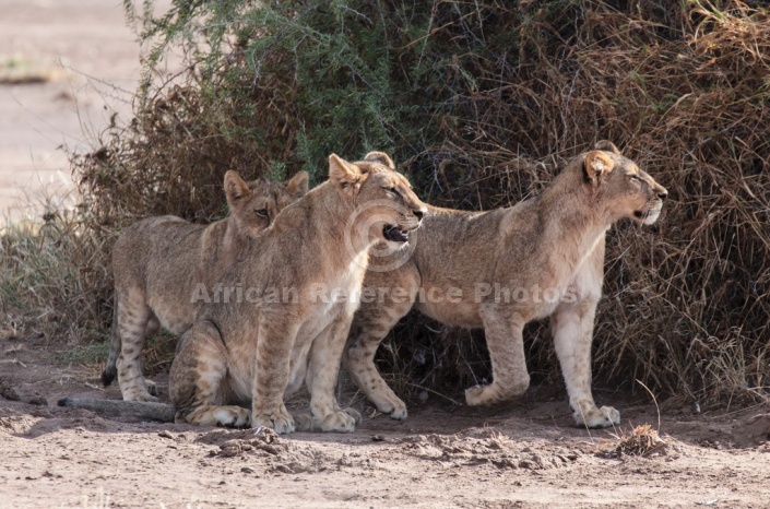 Young Lions in Shade of Bush