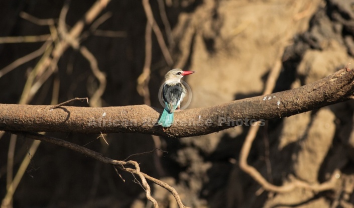 Brown-hooded kingfisher