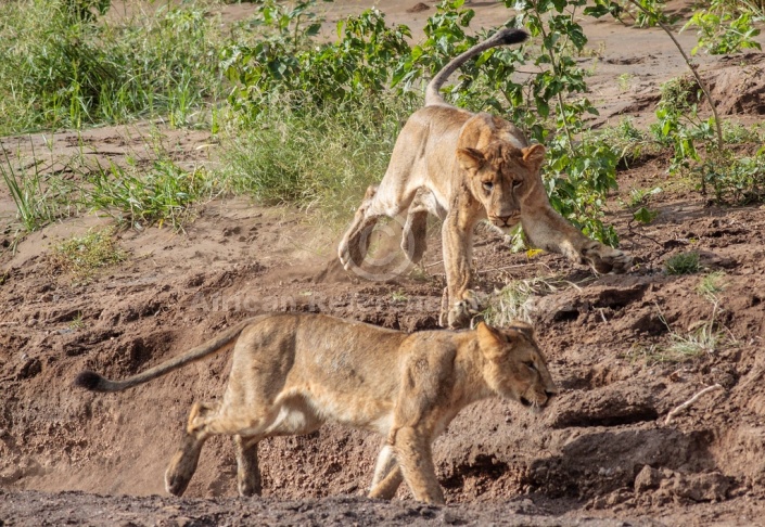 Young Lion Ready to Pounce