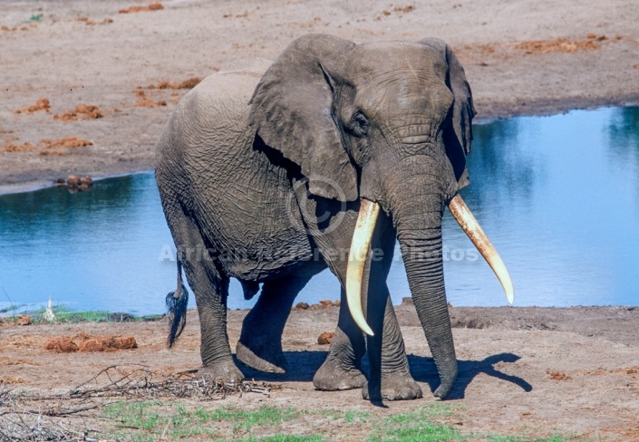 Elephant with Huge Tusks at Waterhole