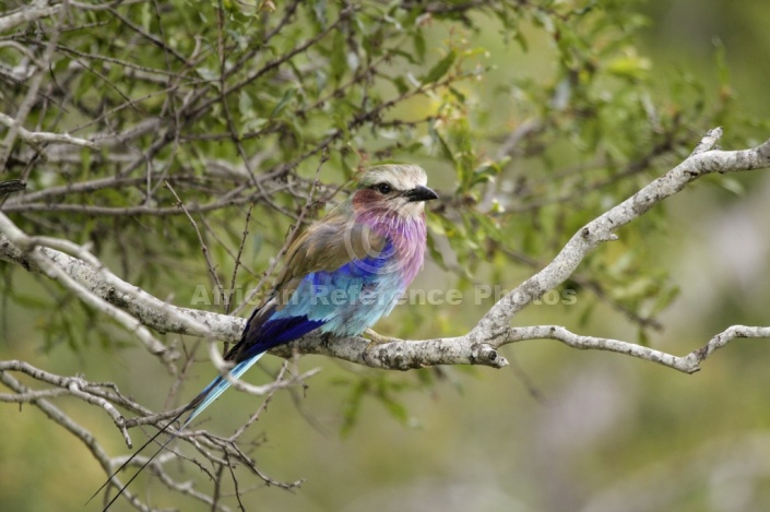 Lilac-breasted Roller