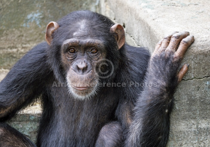 Captive Chimpanzee