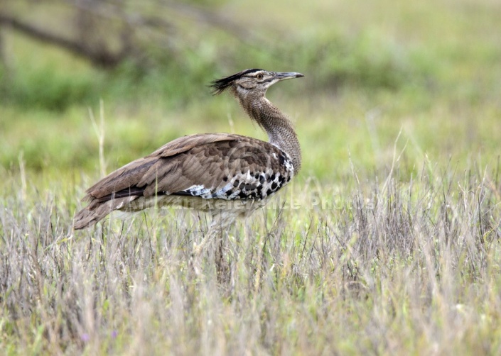 Kori Bustard