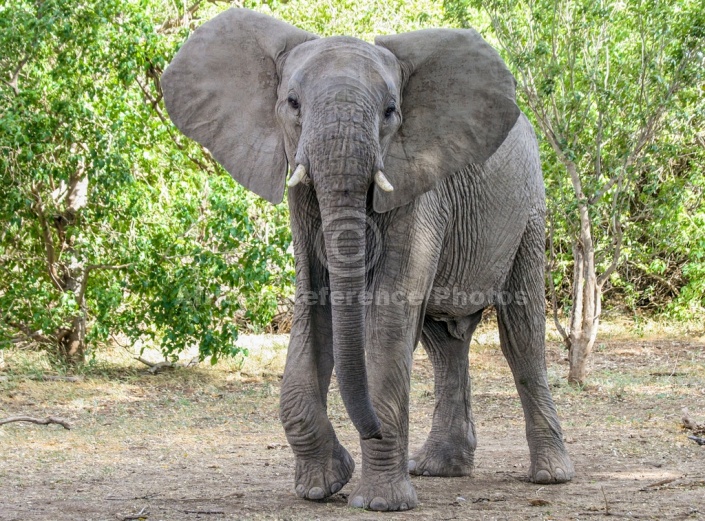 African Elephant with Ears Spread, Three-Quarter View
