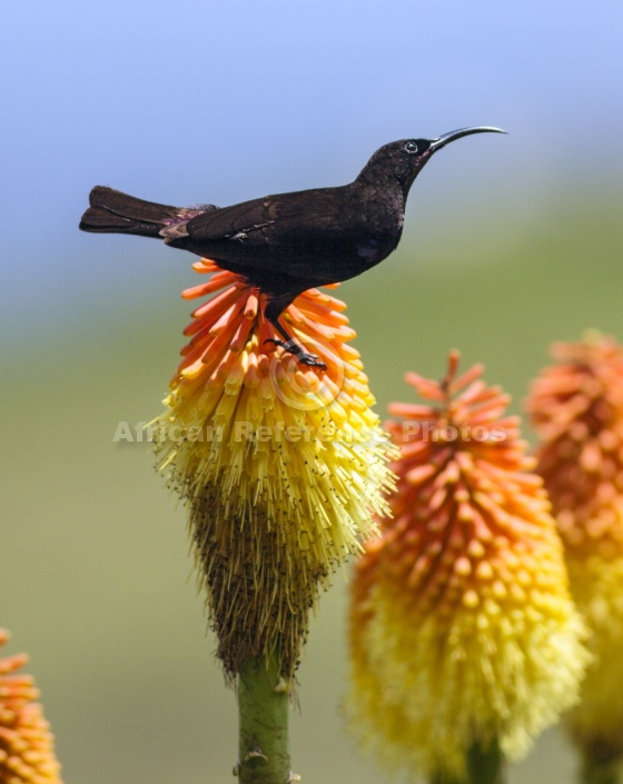 Amethyst Sunbird on Red Hot Poker