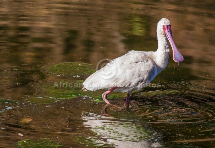 African Spoonbill in Shallow Pool