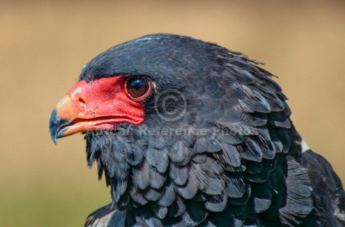 Bateleur Eagle, close-up in profile