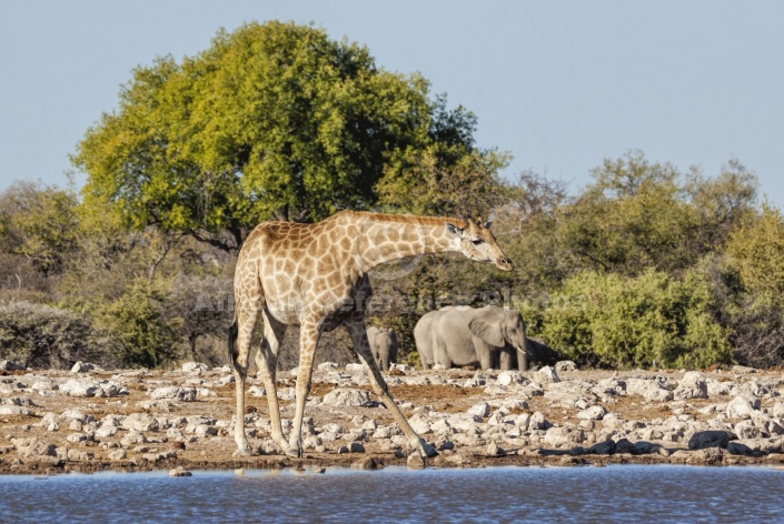 Giraffe at Waterhole