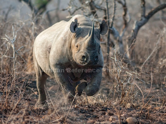 Black Rhino