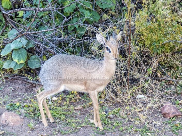 Damara Dik-Dik Male