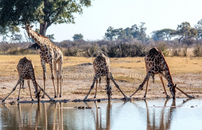 Giraffe Group Drinking Art reference image