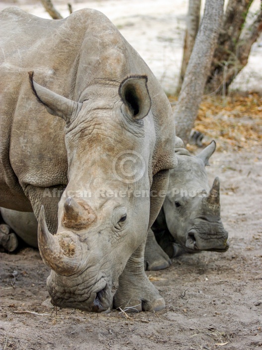 White Rhino Mother with Youngster