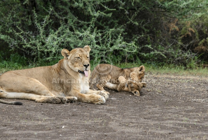 Lioness and Playful Cubs