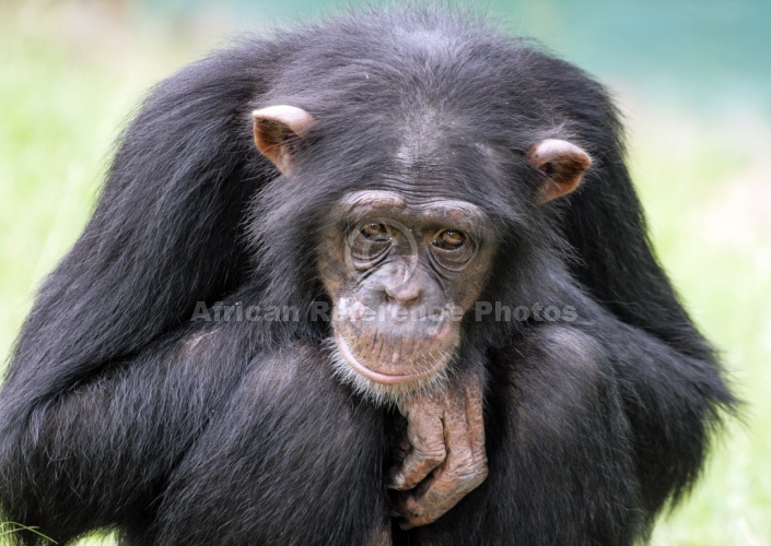 Captive Chimpanzee