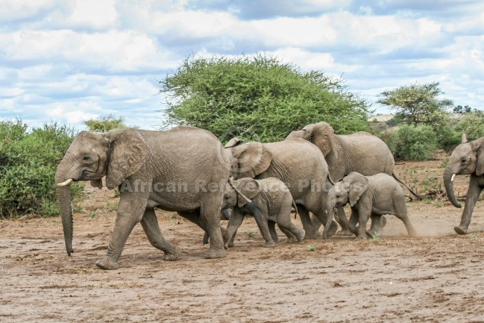 Elephant Group Crossing Open Ground