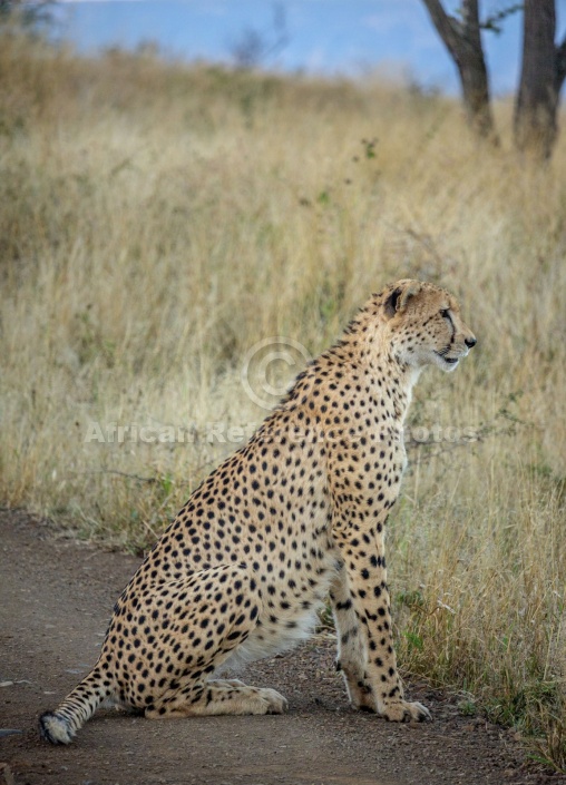 Male Cheetah at Dusk