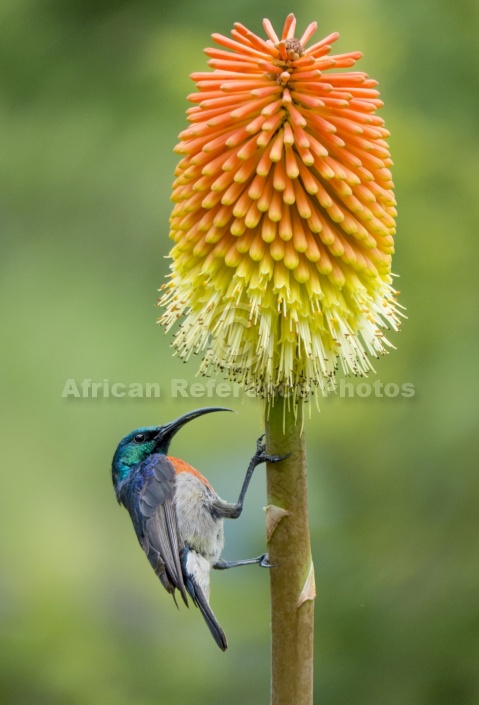 Southern Double-collared Sunbird on Red Hot Poker