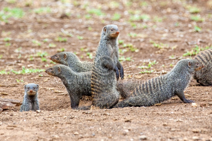 Banded Mongoose Family