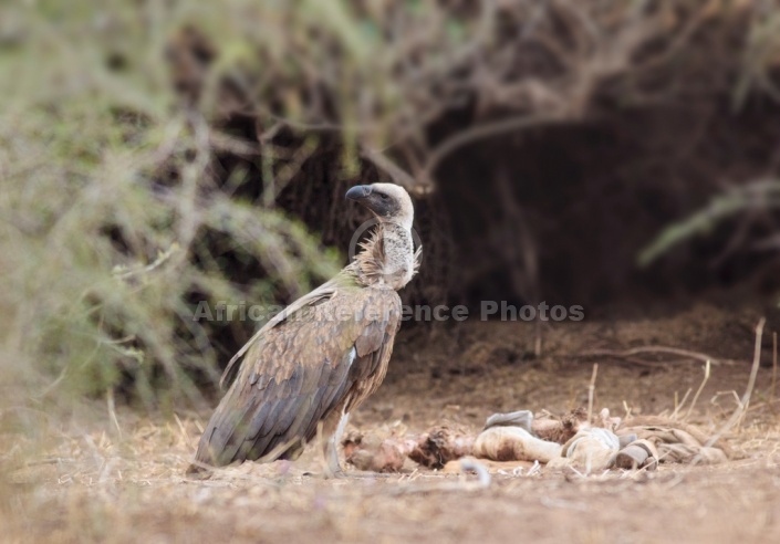 White-Backed Vulture Looking over Shoulder