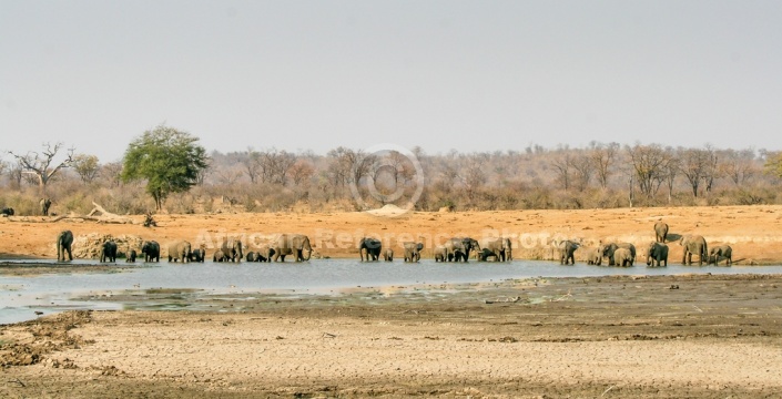 Wide View of Large Elephant Herd Drinking
