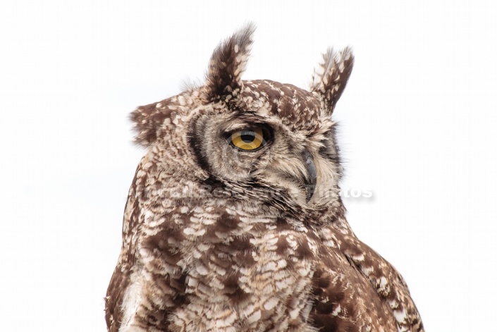 Spotted eagle-owl, Close-up View