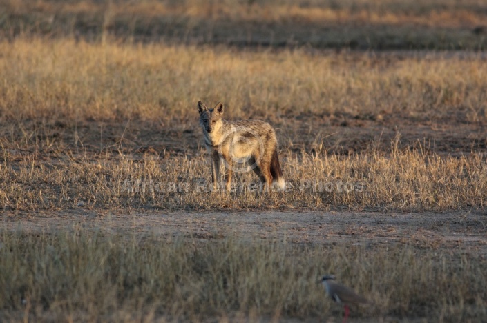 Side-striped jackal