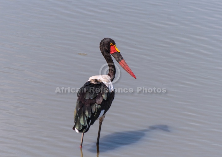 Saddle-billed Stork for Art Reference