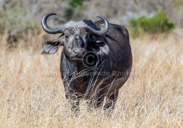Buffalo Female, Front-on View