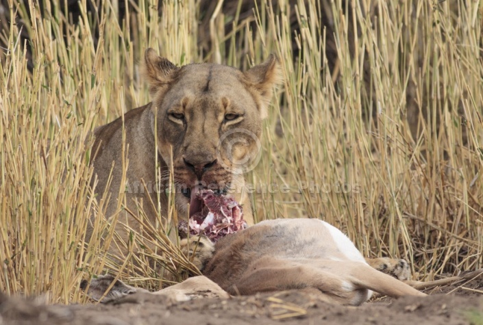 Male Lion