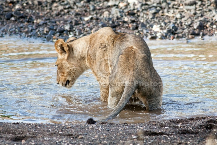 Young Lion Staring at Water's Surface