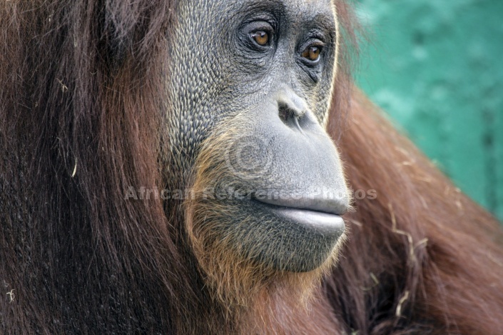 Captive Orangutan