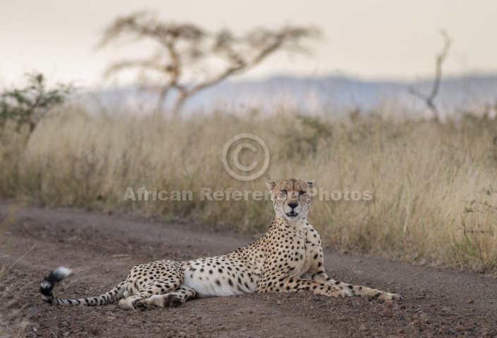 Male Cheetah at Dusk