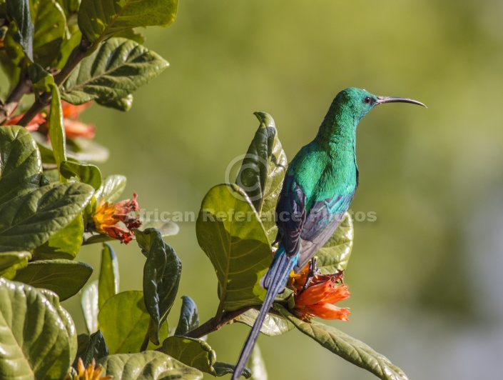 Malachite Sunbird on Wild Pomegranate