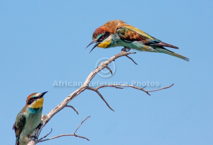 European Bee-eater with Ruffled Feathers