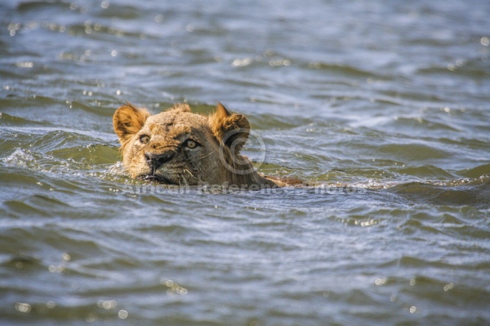 Lion Swimming