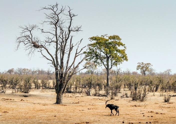 Scenic View of Sable Antelope