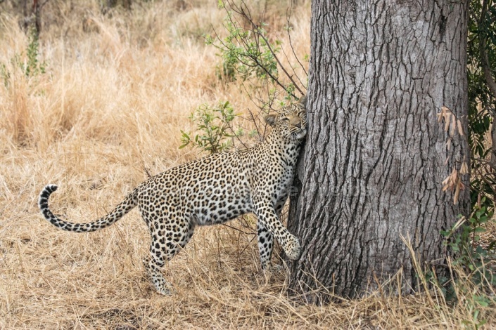 Leopard, Sabi Sand Game Reserve