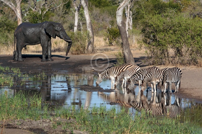 Zebra group drinking with wet elephant in background