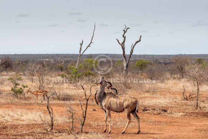 Kudu Bull Browsing from Small Tree