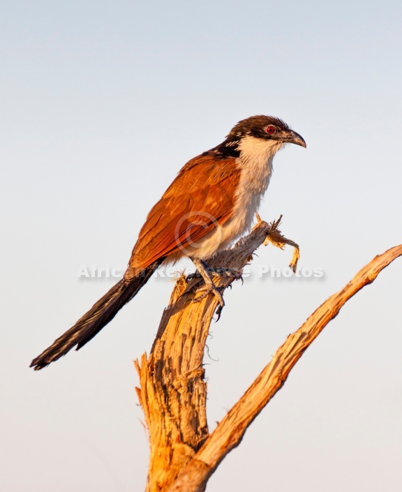 Burchell's Coucal on Tree Stump