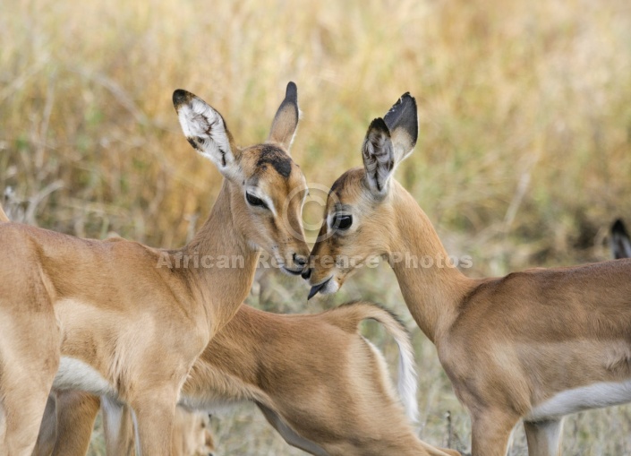 Impala Fawns