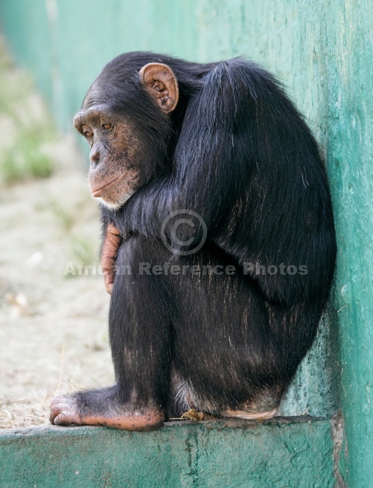 Chimpanzee Sitting on Wall
