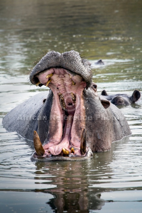 Hippo with Jaws Wide Open