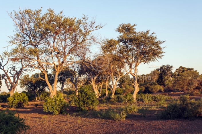 Mashatu Game Reserve Scenic