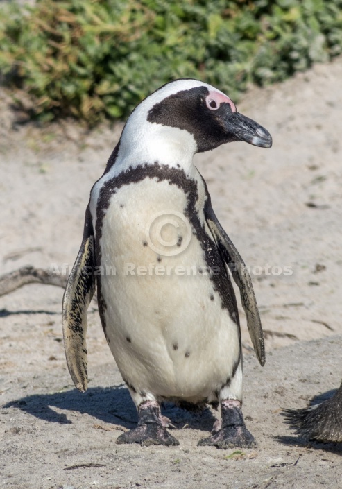 African Penguin