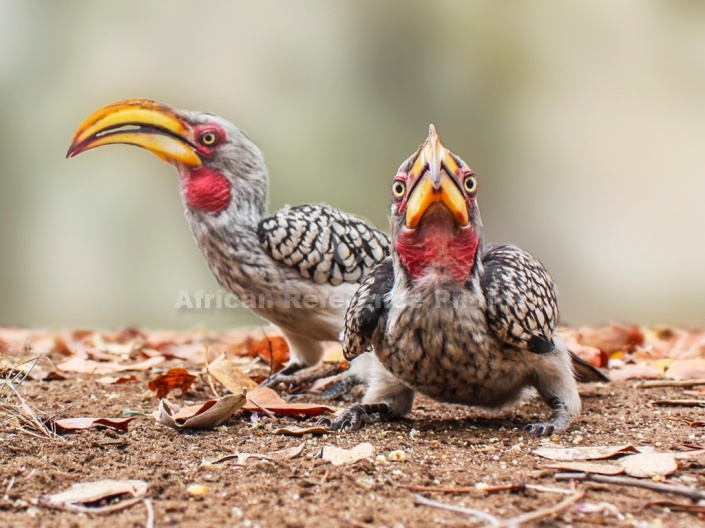 Southern Yellow-billed Hornbill Duo