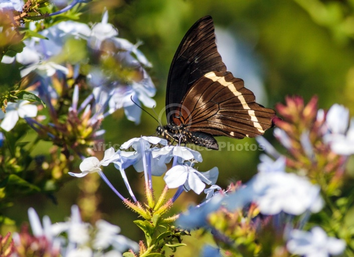 Blue-banded Swallowtail Butterfly Reference Image