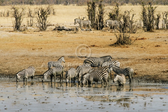 Zebra Herd Drinking at Waterhole