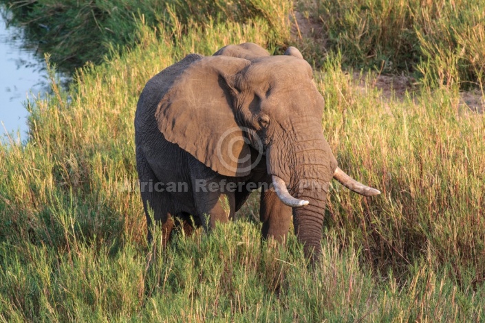 Elephant, Kruger National Park