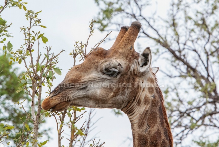 Close-up of giraffe browsing green leaves